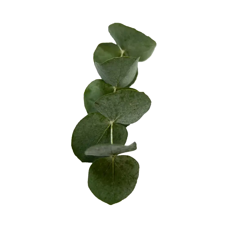 Eucalyptus Leaf Oil