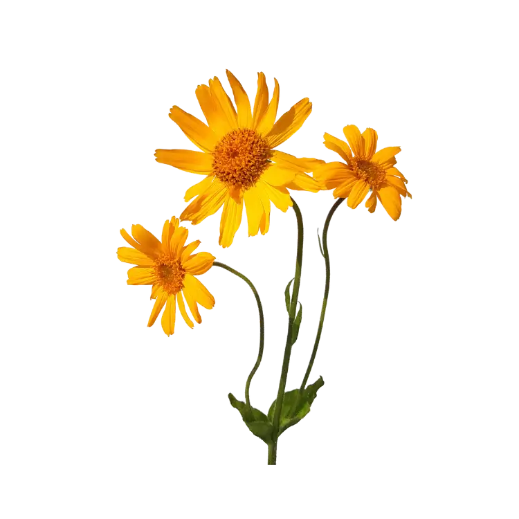 Arnica Flower Extract